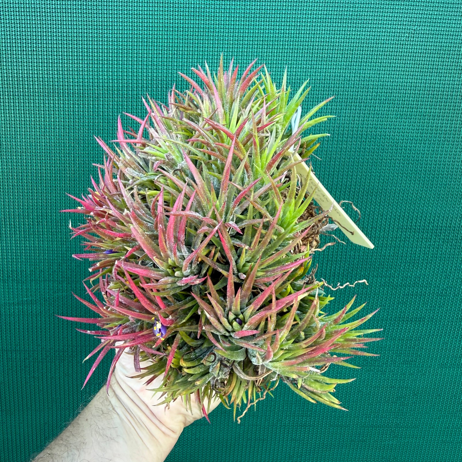 Tillandsia ionantha ‘Mexico’ (Mature Clump)