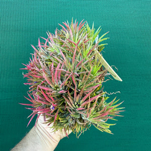 Tillandsia ionantha ‘Mexico’ (Mature Clump)