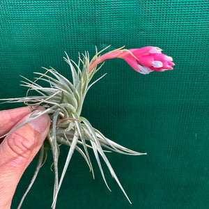 Tillandsia - recurvifolia x tenuifolia ex. CB