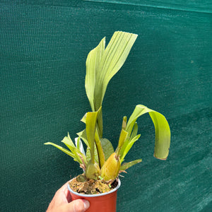 Wilsonara Passific Perspective ‘Pacific Heat’ NEW