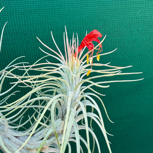 Tillandsia - funckiana ‘Giant Form’ ex. CC NEW