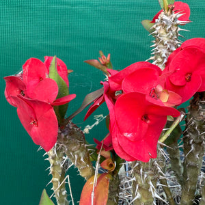 Poysean - Euphorbia P010 NEW