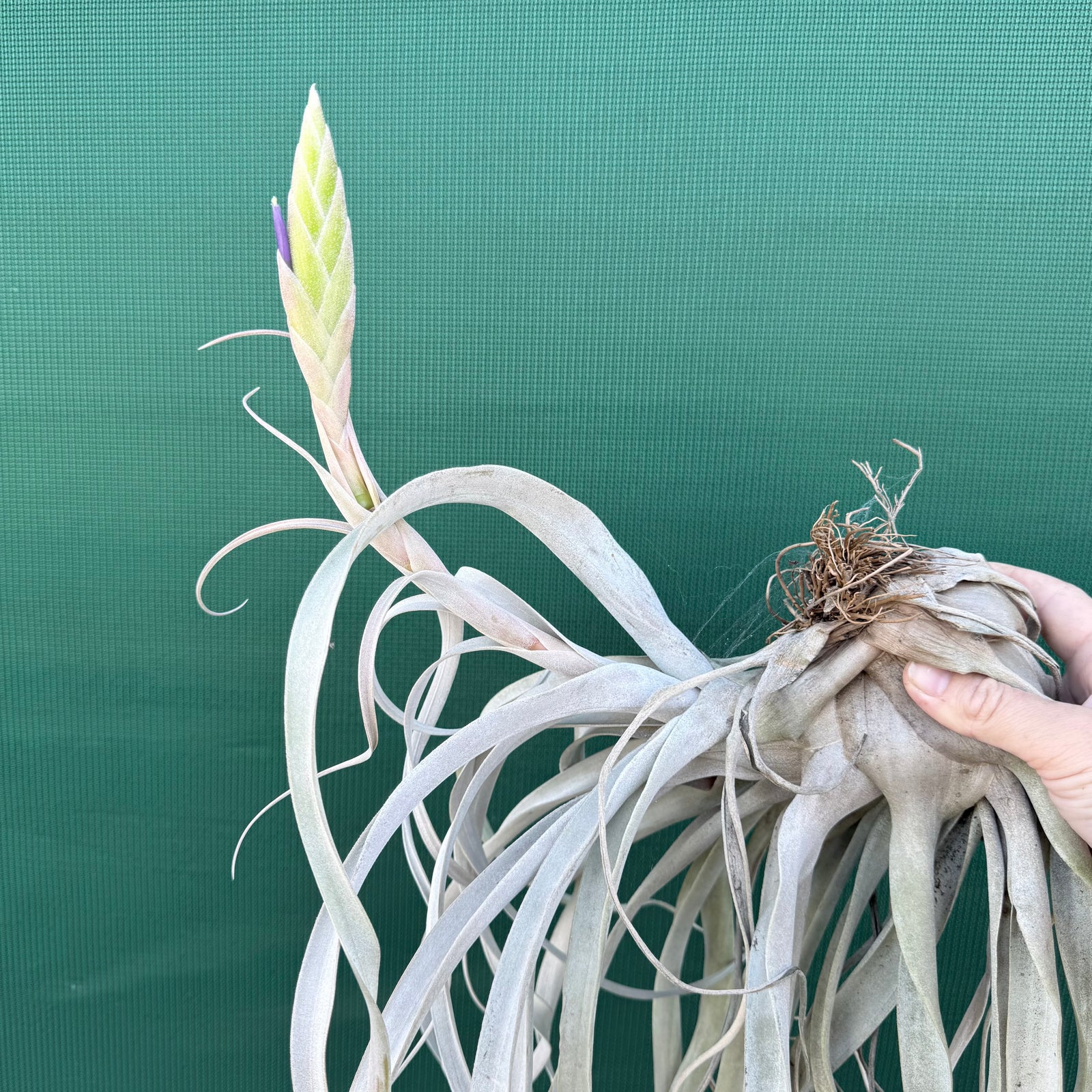 Tillandsia - Silverado