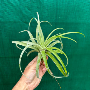 Tillandsia - My Sweet Rose