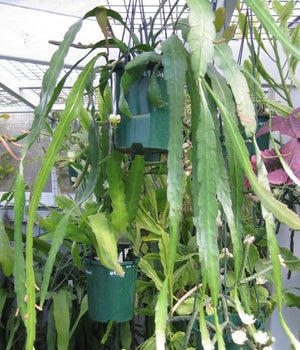 Disocactus macranthus Mexico EP21 NEW