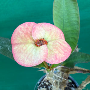 Poysean - Euphorbia P046