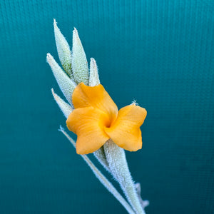 Tillandsia - caliginosa x crocata ex. CC (Fragrant)