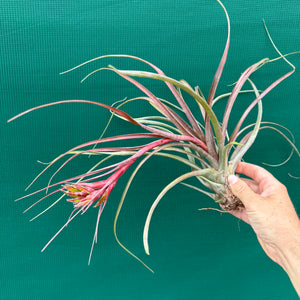 Tillandsia - corella ex. GK