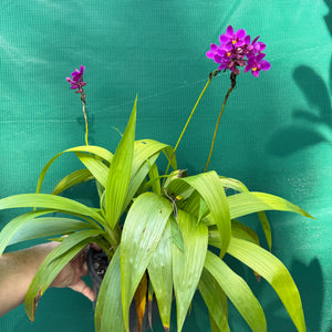 Spathoglottis ‘Col’s Purple’ NEW