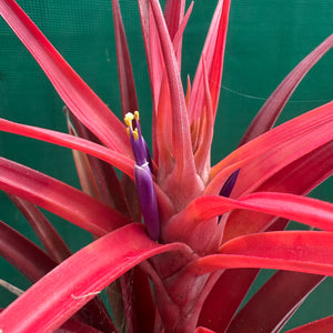 Tillandsia - capitata ‘Cuban Red’ ex. LK NEW