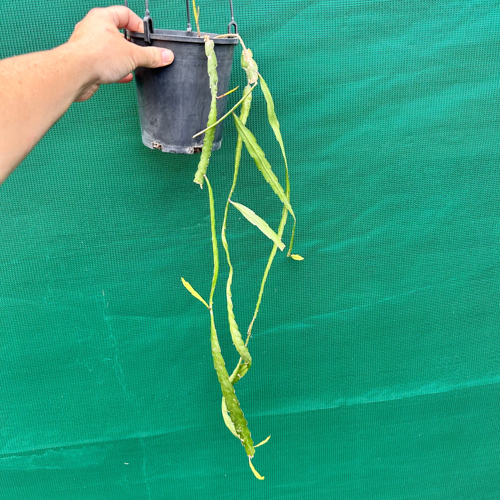 Lepismium cruciforme f. Anceps - R38