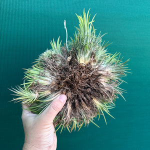 Tillandsia ionantha ‘Tall Orange’ (Mature Clump)