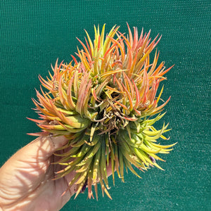 Tillandsia - ionantha 'BOE714' ex. BD NEW