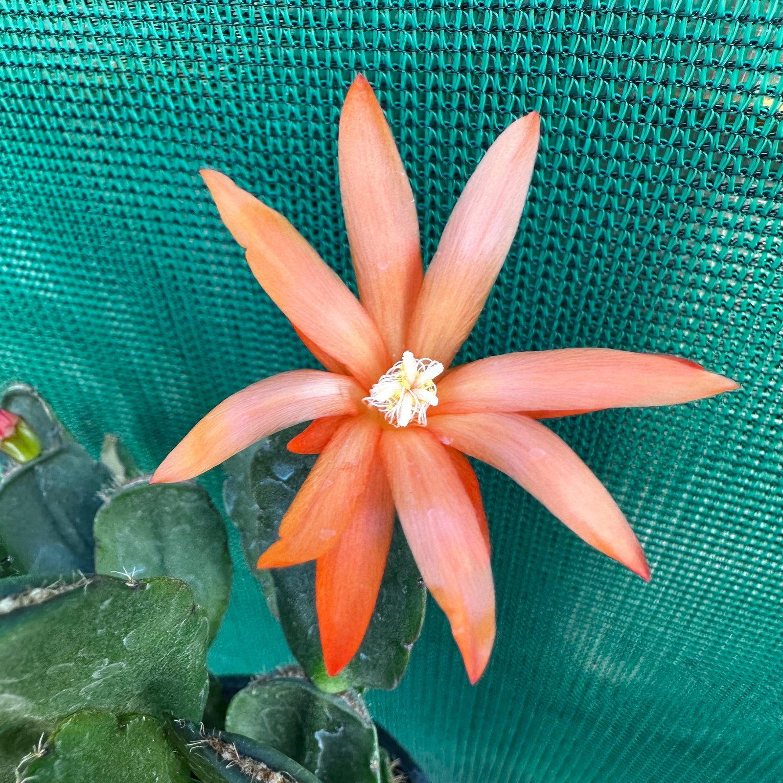 Hatiora Comanche Spirit