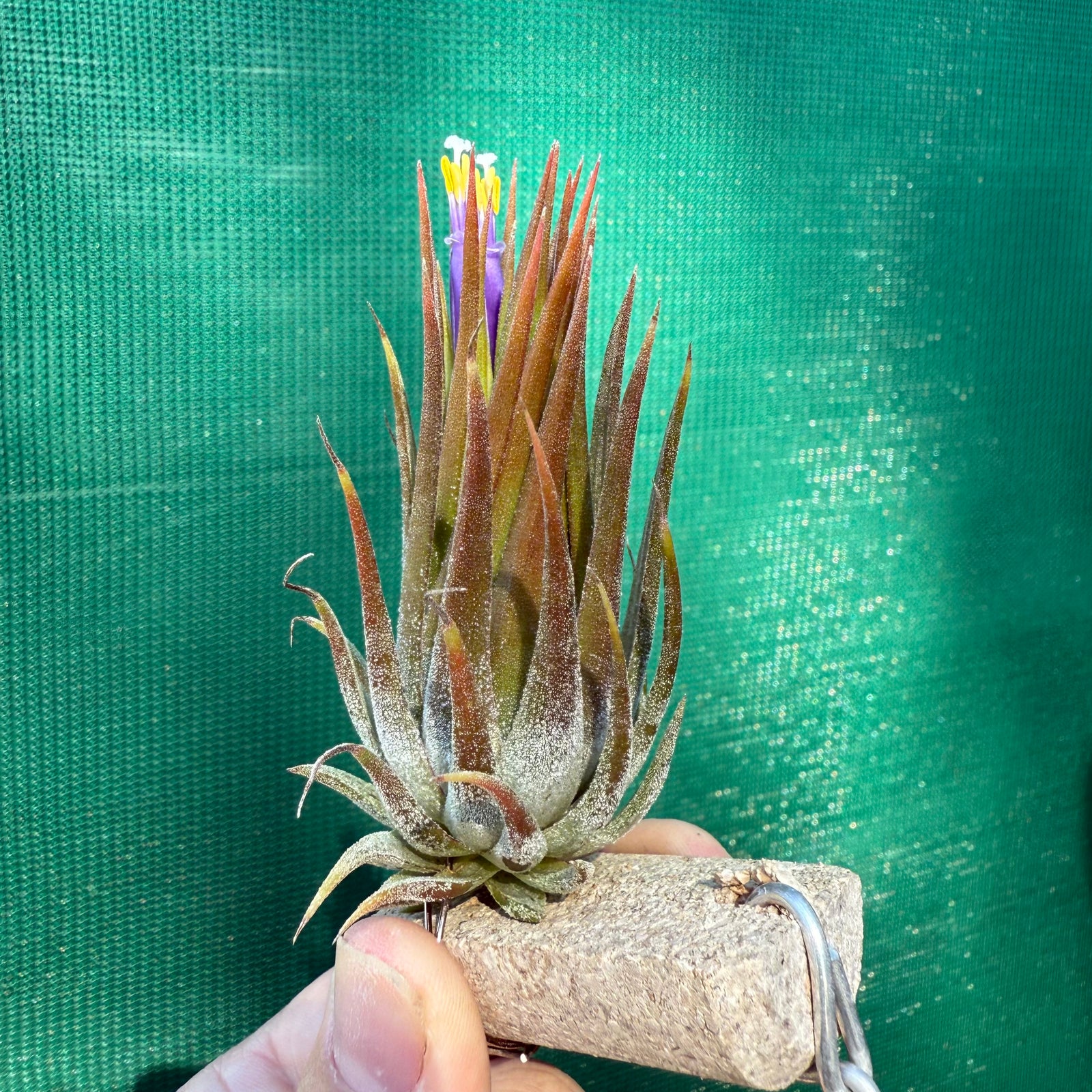Tillandsia - ionantha 'Peanut' ex. Bak