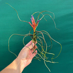 Tillandsia - bulbosa