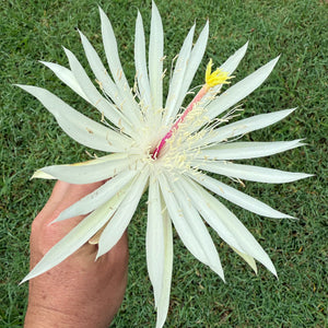 Epiphyllum hookeri (Strictum) - EP10