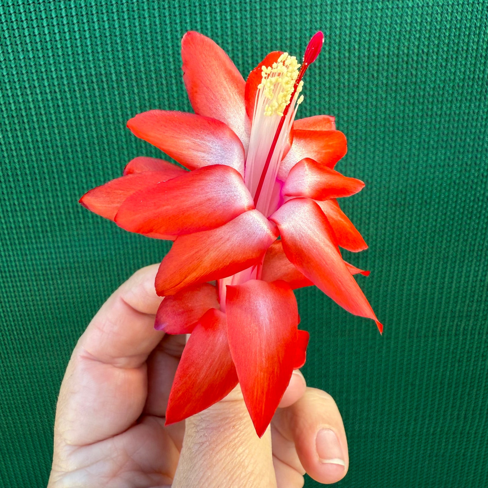 Zygocactus Sunburst Fantasy