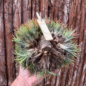 Tillandsia ionantha ‘Tall Orange’ (Mature Clump)