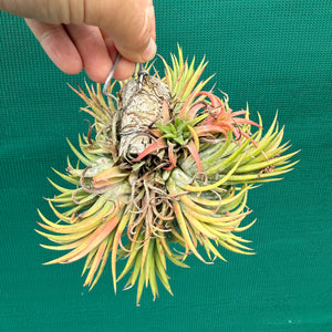 Tillandsia ionantha ‘BOE714’ (Mature Clump) NEW