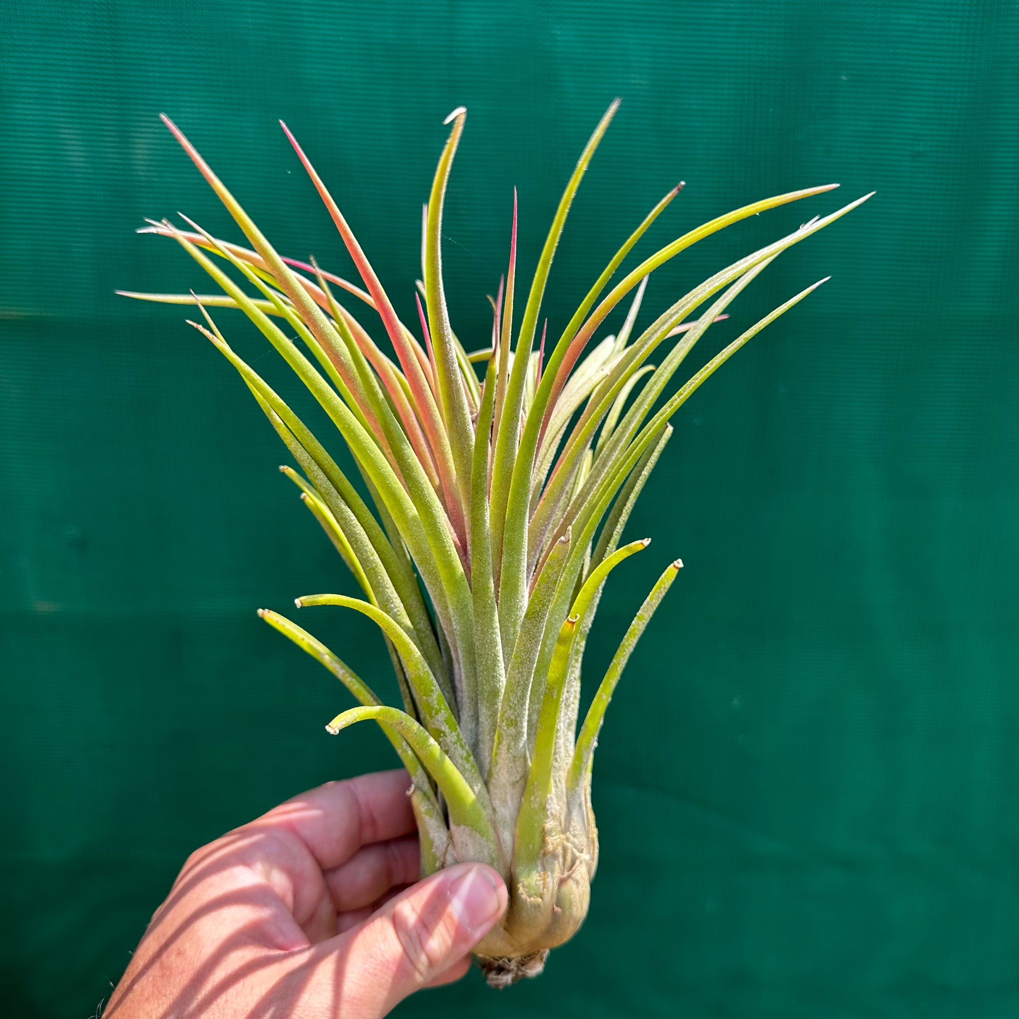 Tillandsia - Lucille RFI x ionantha ‘Rosita’ ex. GS