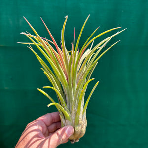 Tillandsia - Lucille RFI x ionantha ‘Rosita’ ex. GS