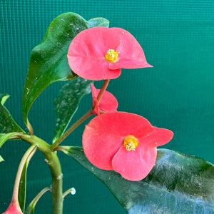Poysean - Euphorbia geroldii NEW