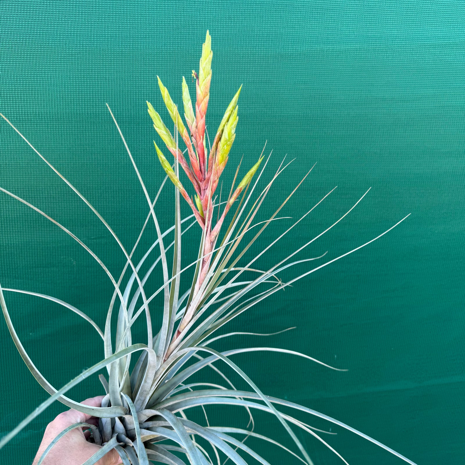 Tillandsia - inopinata