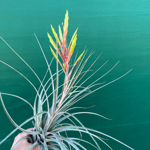Tillandsia - inopinata