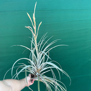 Tillandsia - subteres ex. PT
