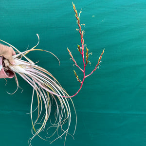 Tillandsia - paraisoensis ex. PT