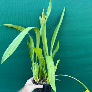 Wilsonara Passific Passage ‘Peach Cobbler’ NEW