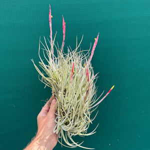 Tillandsia glabrior (Mature Clump)