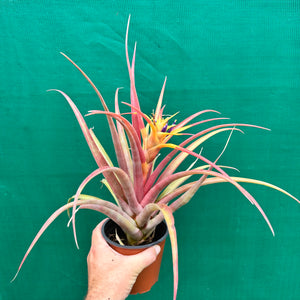 Tillandsia - capitata ‘Marron Chunky’ ex. Heid