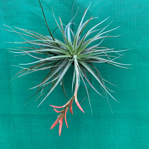 Tillandsia - vernicosa Hybrid ex. BG