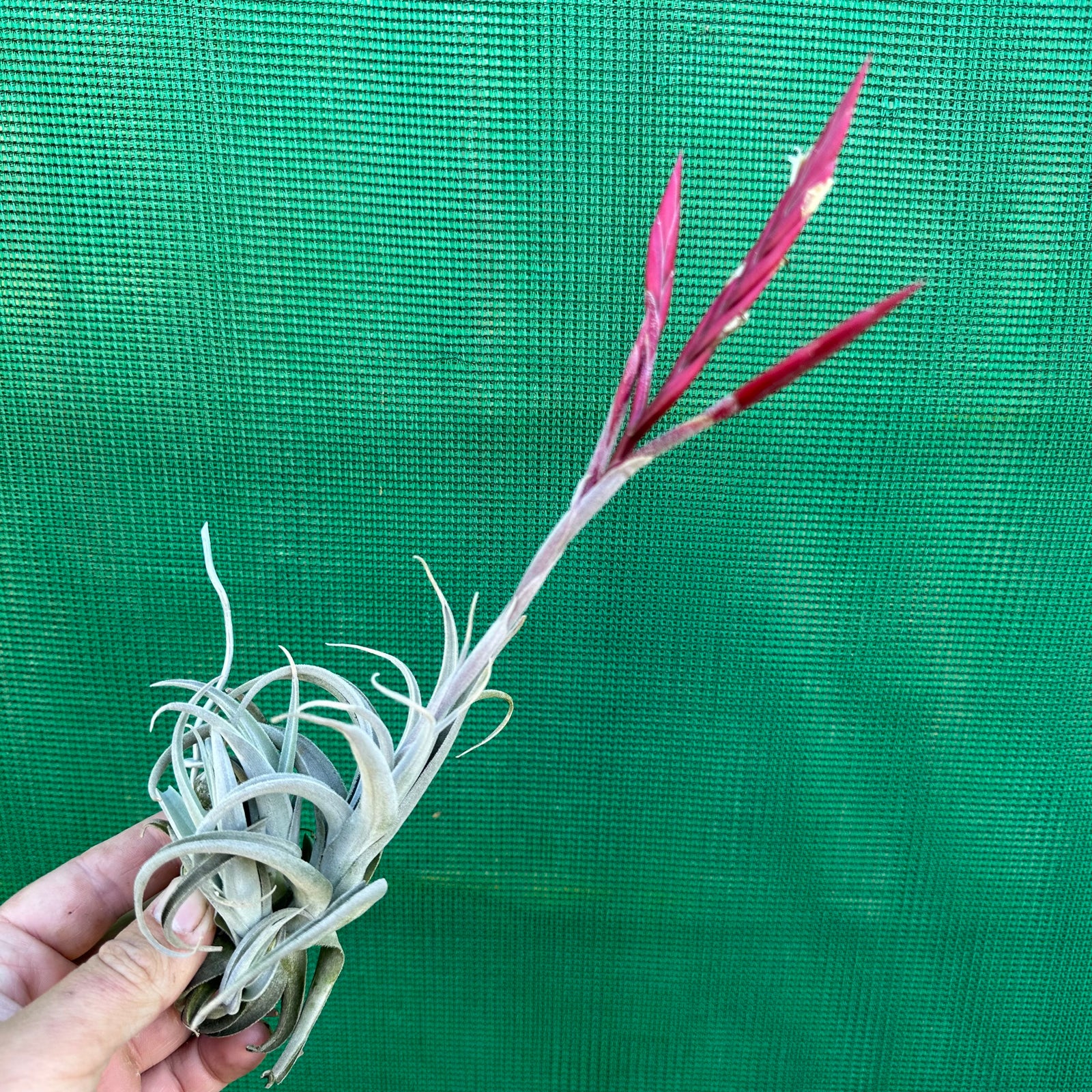 Tillandsia - lorentziana ‘Dark Red’ ex. LH