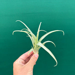 Tillandsia - secunda ‘Silver’ ex. LC