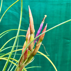 Tillandsia - occulta ex. RE