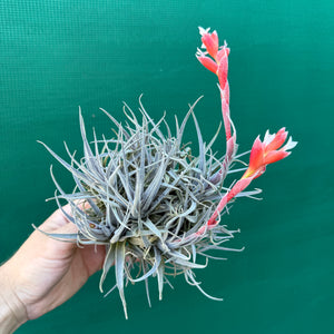 Tillandsia - subsecundifolia ‘Dark Red’ ex. Holm NEW