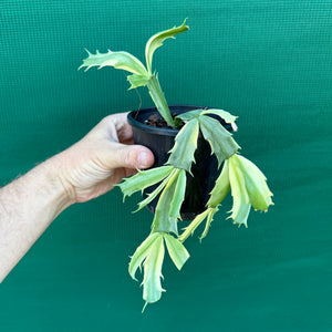 Zygocactus Variegated NEW