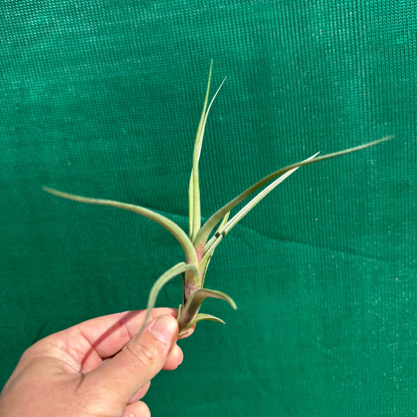 Tillandsia - xiphioides x albertiana ex. Holm