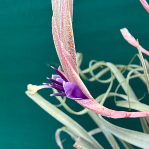 Tillandsia - Graceful ex. NR NEW