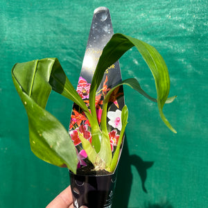 Orchid - Gram. Pakkret Leo ‘Asgard’