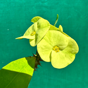 Poysean - Euphorbia milii P026