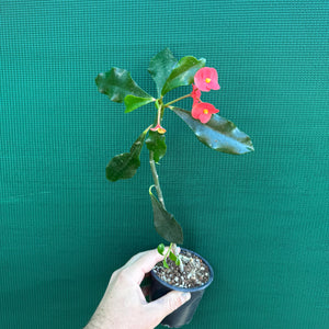 Poysean - Euphorbia geroldii NEW
