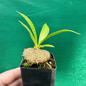 Ant Plant - Myrmecodia beccarii