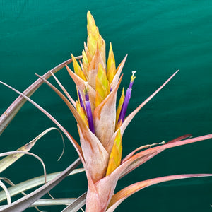 Tillandsia - fasciculata x capitata ‘Yellow’ ex. VG NEW