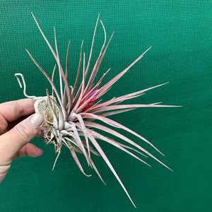 Tillandsia - Curra ex. BD NEW
