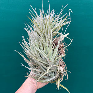 Tillandsia Leon (Mature Clump)