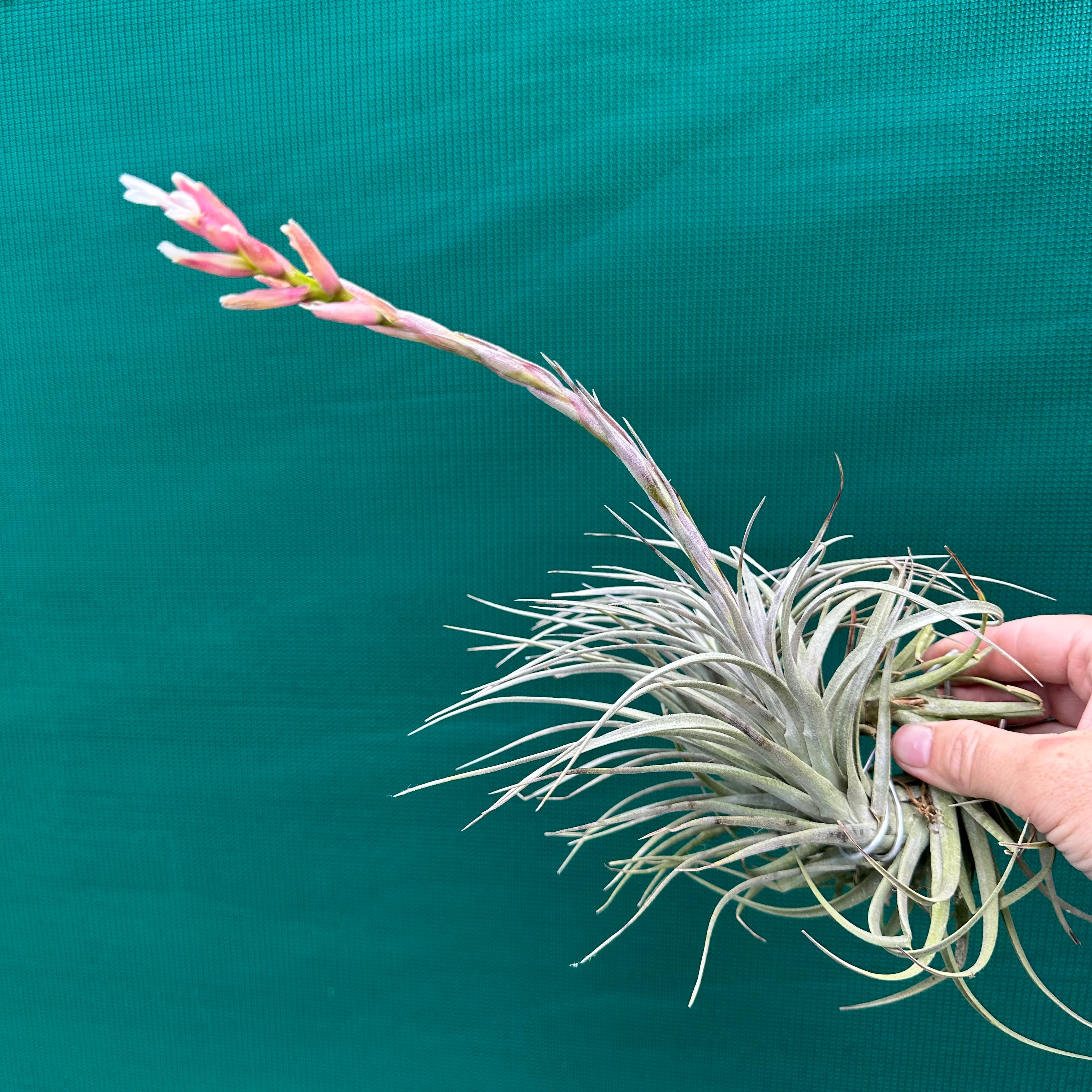 Tillandsia - milagrensis - Air Plant Decor